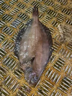 Witch Flounder thumbnail 2