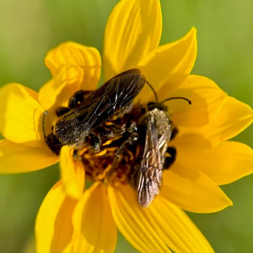 Giant Sweat Bee