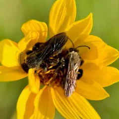Giant Sweat Bee thumbnail 1