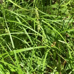 longbeak sedge thumbnail 4