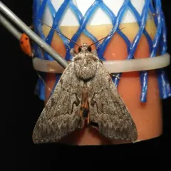 Sordid Underwing thumbnail 3