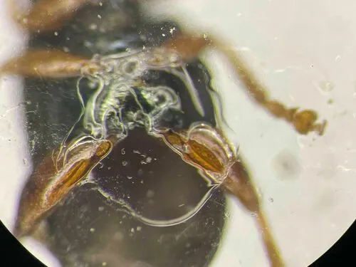 Poplar Flea Beetle