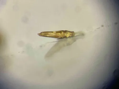 Melanophthalma inermis
