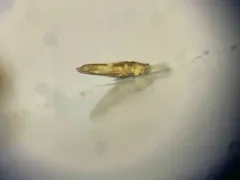 Melanophthalma inermis thumbnail 1