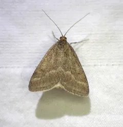 One-banded Pyrausta thumbnail 4