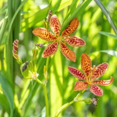 Blackberry Lily thumbnail 4