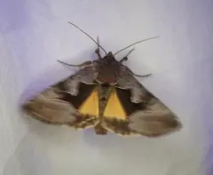 Syngrapha orophila thumbnail 3