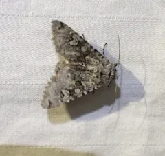 Lasionycta mutilata thumbnail 4