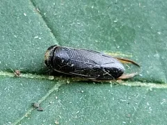 Sigara alternata thumbnail 3