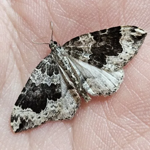 Black-banded Carpet