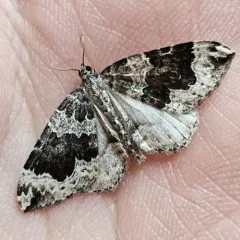 Black-banded Carpet thumbnail 1