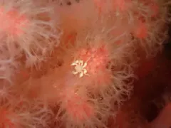 Tanystylum grossifemorum thumbnail 3