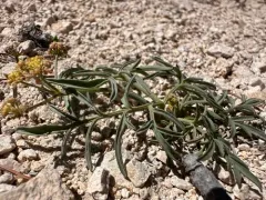 Idaho Biscuitroot thumbnail 3