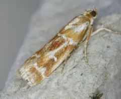 Rusty Pine Cone Moth thumbnail 4