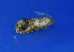 Notocelia purpurissatana thumbnail 3