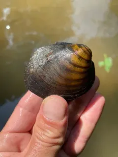Long Solid Mussel thumbnail 1