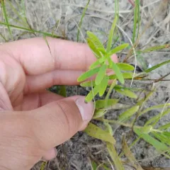 woolly milkweed thumbnail 1