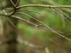 Pygmy Phantom Crane Fly thumbnail 3
