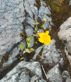 veronica-leaved monkeyflower thumbnail 4