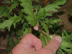 cutleaf evening primrose thumbnail 2