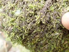 Cypress-leaved Plait-moss thumbnail 2