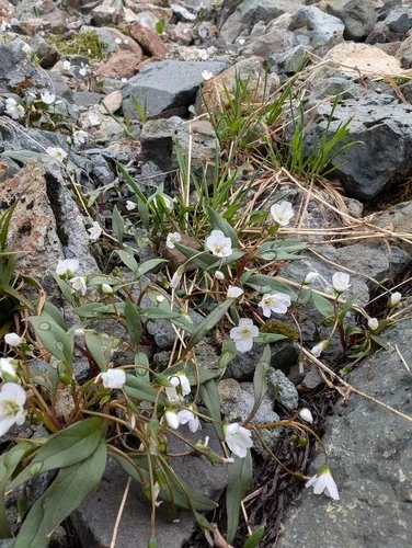 Rydberg's Springbeauty