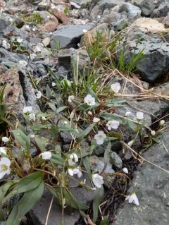 Rydberg's Springbeauty thumbnail 1