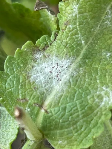 Golovinomyces salviae
