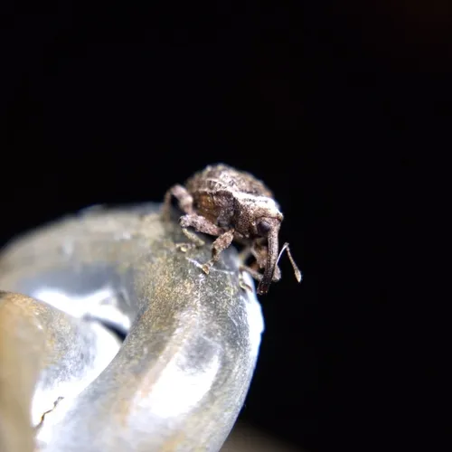Hawthorn Curculio