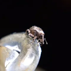 Hawthorn Curculio thumbnail 1