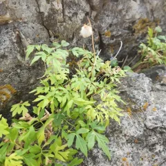 blue clematis thumbnail 3