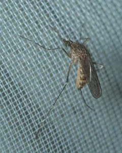 Western Encephalitis Mosquito thumbnail 2
