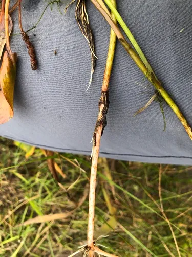 Bog Pondweed