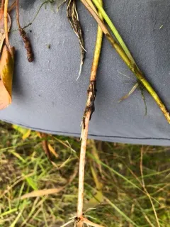 Bog Pondweed thumbnail 1