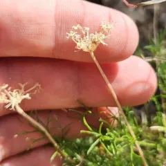 slender wildparsley thumbnail 4