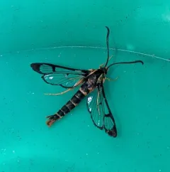 Douglas-fir Pitch Moth thumbnail 1