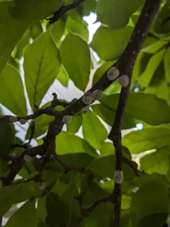 Magnolia scale thumbnail 2