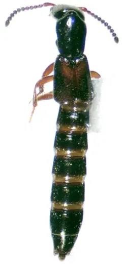 Kephalos Rove-hunter Beetle thumbnail 3