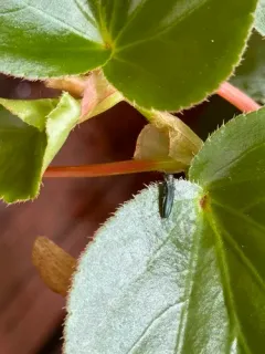Agrilus carpini thumbnail 4