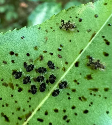 Cherry lace bug
