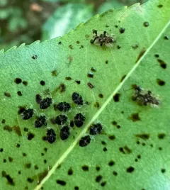 Cherry lace bug thumbnail 1