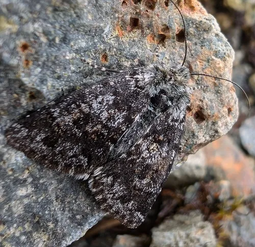 Anarta nigrolunata