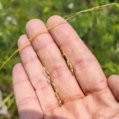 white-edge sedge thumbnail 4