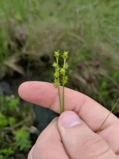 prickly bog sedge thumbnail 2