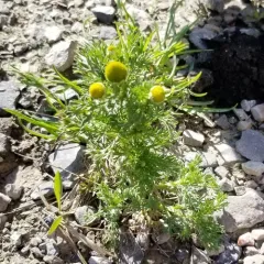 pineapple-weed thumbnail 3
