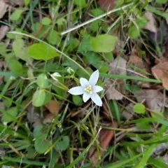 common star-of-Bethlehem thumbnail 4