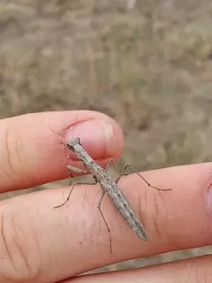 Agile Ground Mantis thumbnail 4