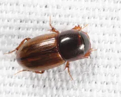 Blackburneus stercorosus thumbnail 3