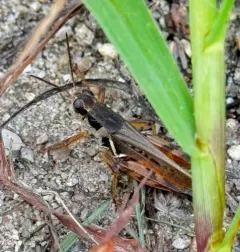 Pasture Spur-throat Grasshopper thumbnail 3