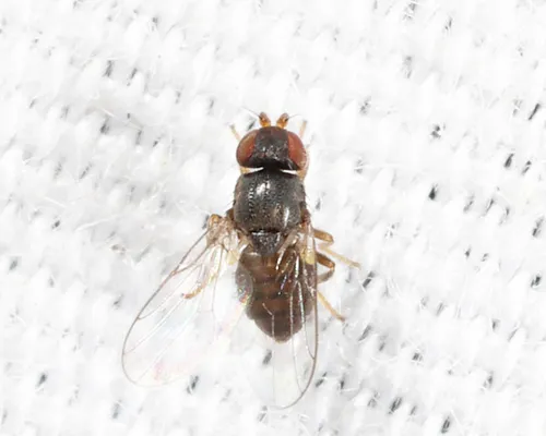 Tricimba brunnicollis